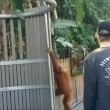 orango femmina di 5 anni si fa giro nello zoo e torna nel recinto6