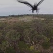 VIDEO YouTube, aquila contro drone: lo urta e lo fa cadere3