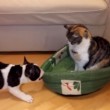 VIDEO YouTube: cane rivuole la cuccia, ma il gatto... 02