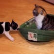 VIDEO YouTube: cane rivuole la cuccia, ma il gatto... 05