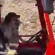 VIDEO YouTube - Cane guida trattore a San Mauro Cilento2