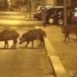 VIDEO YouTube - Roma, cinghiali a Monte Mario nel parcheggio3