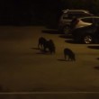 VIDEO YouTube - Roma, cinghiali a Monte Mario nel parcheggio4