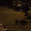 VIDEO YouTube - Roma, cinghiali a Monte Mario nel parcheggio6