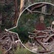 Video Youtube - "Fantasma nel bosco": foto fake o realtà ?