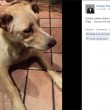 Giorgio Panariello adotta cagnolina abbandonata FOTO