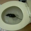 VIDEO YouTube – Topi escono dal water di casa 03