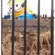 Irlanda, minion gonfiabile gigante si stacca e invade strada8