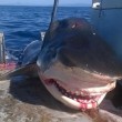 Squalo tigre gigante, foto mistero: chi le ha scattate?