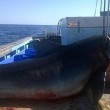 Squalo tigre gigante, foto mistero: chi le ha scattate?