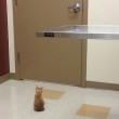 Gatto dal veterinario: le fughe improbabili FOTO 6