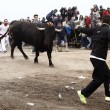 Toro de la Vega ucciso: Spagna, scontri con animalisti2