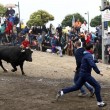 Toro de la Vega ucciso: Spagna, scontri con animalisti5