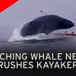 VIDEO YOUTUBE il salto spettacolare della balena sulla canoa3