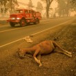 VIDEO YouTube - Incendi California: 1 morto, evacuato paese 6
