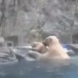 mamma orso polare si tuffa e salva cucciolo