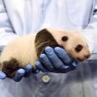 panda neonato saluta davanti telecamera