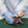panda neonato saluta davanti telecamera6