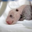 panda neonato saluta davanti telecamera8