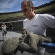 Pompei, tac sui calchi vittime: denti perfetti