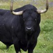 Toro de la Vega ucciso: Spagna, scontri con animalisti1