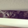 Nala, la gattina che ha 3,2 mln di seguaci su Instagram5