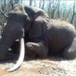 Cacciatore uccide elefante più grande dello Zimbabwe 4