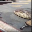 VIDEO YOUTUBE Il serpente più lungo al mondo 01