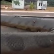 VIDEO YOUTUBE Il serpente più lungo al mondo 02