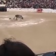 VIDEO YOUTUBE Perù, corrida: toro inferocito sale su spalti3