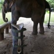 Elefante ha protesi senza gamba per colpa di una mina