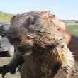Marmotta presa per la calotta urla come una persona3
