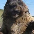Marmotta presa per la calotta urla come una persona2