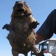 Marmotta presa per la calotta urla come una persona6