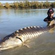 Storione cobice pescato nel Po 2 metri, 70 chili 3