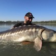 Storione cobice pescato nel Po 2 metri, 70 chili 2