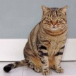 Tabby soprannominato il porcellino perche senza collo adottato al supercatshow