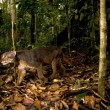 Gatti segreti: quasi nessuno li vede mai11