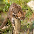 Gatti segreti: quasi nessuno li vede mai5