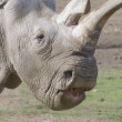 Nola, rinoceronte bianco morto. Ne restano solo tre FOTO