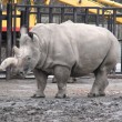 Nola, rinoceronte bianco morto. Ne restano solo tre FOTO 3