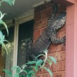 Australia lucertola da 1, 50 metri sul muro di casa3