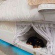 Cuccia nel materasso per dormire col proprio cane2