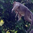 Cane adottato dal macaco. In cerca di cibo insieme2
