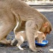 Cane adottato dal macaco. In cerca di cibo insieme9