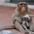 Cane adottato dal macaco. In cerca di cibo insieme7