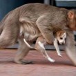 Cane adottato dal macaco. In cerca di cibo insieme6