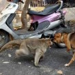 Cane adottato dal macaco. In cerca di cibo insieme5