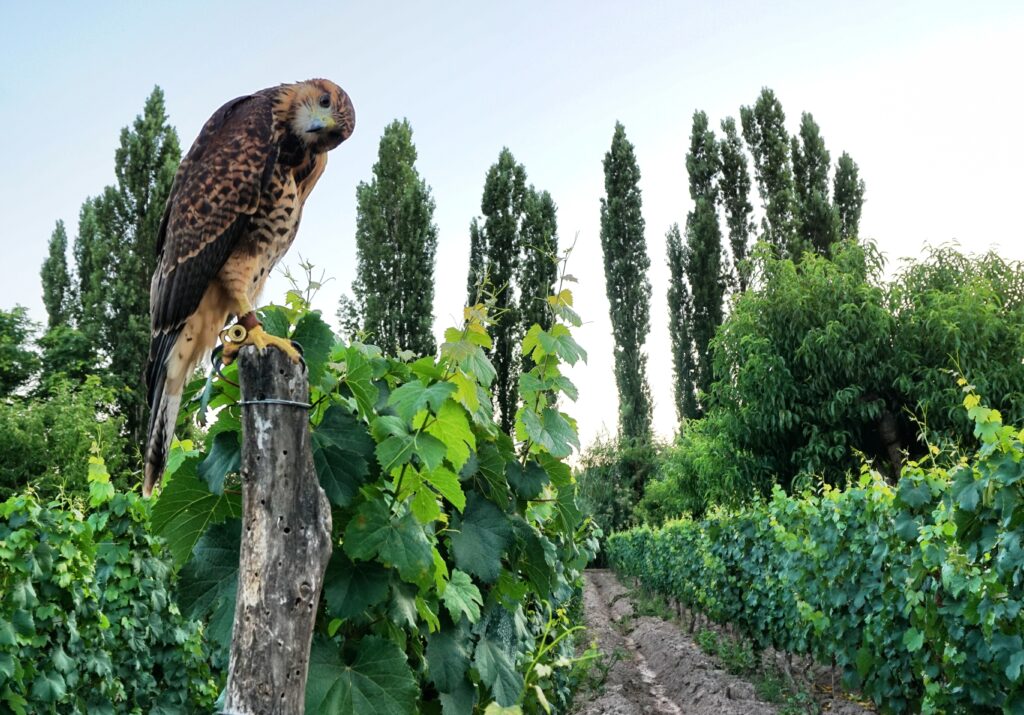 Finca Adalgisa - Mendoza