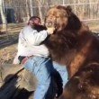 Orso da 700 chili lecca il volto del custode 3
